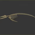 Anatomical Organ Structure of Aquatic Animal Skeleton with Light Color and Dark Background Reflection