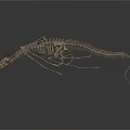 Prehistoric Animal Skeleton Featuring Long Tail Slender Limbs Small Head And Standing Predatory Stance