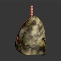3D Lung Anatomy Model Medical Device For Medical Education Detailed Structure