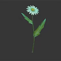 Daisy Plant With White Pink Rimmed Petals Green Stem And Leaves