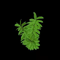 Vibrant Green Leafy Indoor Plant With Fresh Lush Foliage And Healthy Stems