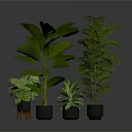 Large Leaf Medium And Small Indoor Green Plants In Black Planters For Home Living