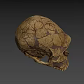 Detailed Cracked Tan Skull 3D Model for Game and Movie Character Design