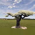Tall Tree with White Blossoms Spreading Branches Dark Trunk in Green Grassland Under Blue Sky
