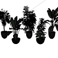 Potted Plants in Black Pots with Various Leaf Types and White Striped Wall Background