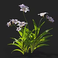Vibrant Purple and White Flowers with Long Green Leaves Blooming on Black Background