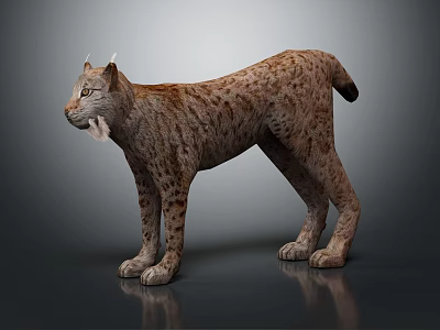 3D Lynx Model In Standing Pose With Spotted Fur And Tufted Ears On Gray Background 3d model
