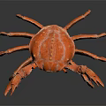 Realistic Orange Crab With Large Claws Detailed Legs On Dark Shiny Surface