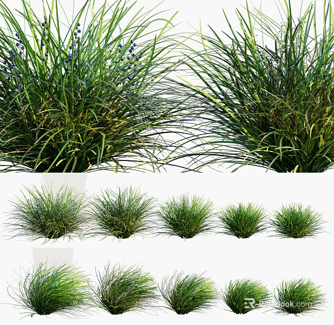 Various Types of Ornamental Grass Plants With Slender Green Leaves And Clumping Forms 3d model 