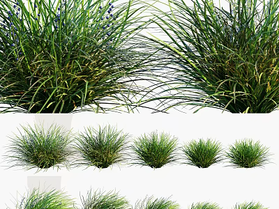 Various Types of Ornamental Grass Plants With Slender Green Leaves And Clumping Forms 3d model
