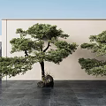 Modern Pine Welcome Pine 3d model
