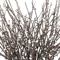 Bonsai Potted Plant in Metal Bucket with White Fluffy Buds and New Shoots