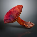 Vibrant Red Mushroom with Textured Cap Orange Stem and Reflection on Gray Background