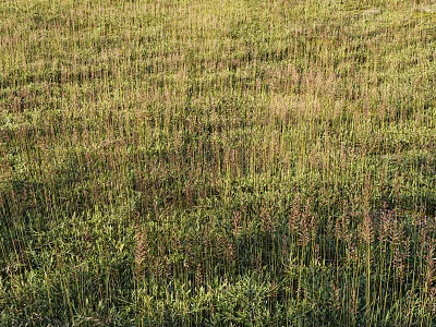 Wildflowers and Grasses Growing in a Lush Green Meadow with Various Herbaceous Plants 3d model