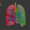 Detailed 3D Human Lung Anatomical Model Medical Device For Respiratory System Education And Training