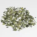 Ground Cover Plants With Lush Green Yellow Leaves For Garden Landscaping