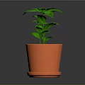 Green Potted Plant With Fresh Leaves In Orange Terracotta Pot And Saucer