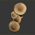 Brown Mushrooms Cluster With Light Stems And Broad Caps Against Dark Background