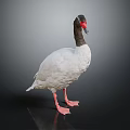 Beautiful White Bird With Black Neck Red Beak Pink Legs Standing On Dark Reflective Background