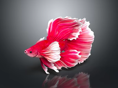 Bright Red Betta Fish With Flowing Red And White Fins On Dark Background Showing Reflection 3d model