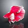 Bright Red Betta Fish With Flowing Red And White Fins On Dark Background Showing Reflection