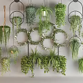 Beautiful Hanging Basket Plants With Lush Green Foliage For Indoor Decoration