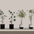 Bonsai Potted Plants with Black and White Pots Wooden Bases on Light Countertop Against Light Wall