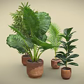 Various Green Plants in Terracotta Pots with Large Leaves and Palm Like Foliage