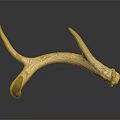 Detailed Deer Antler Organ With Natural Texture Isolated On Dark Background
