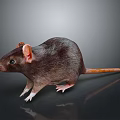Brown Rat With Detailed Fur Large Ears And Long Tail Standing On Reflective Dark Surface