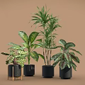 Indoor Potted Plants With Various Green Leafy Types In Black Pots For Home Decor