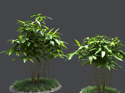 Lush Green Bamboo Plants With Slender Stems And Potted Grass Pebbles Base 3d model