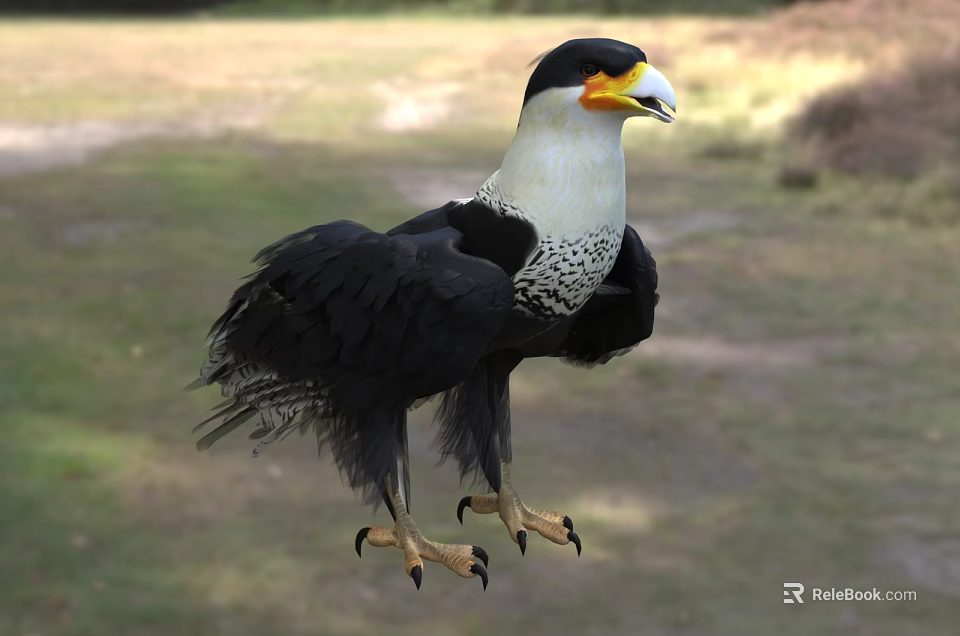 Black And White Raptor Bird With Yellow Beak Sharp Talons Standing On Grassy Ground 3d model 
