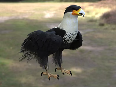 Black And White Raptor Bird With Yellow Beak Sharp Talons Standing On Grassy Ground 3d model
