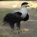 Black And White Raptor Bird With Yellow Beak Sharp Talons Standing On Grassy Ground