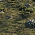 Low Growing Green Bushes In Grassland Field With Moss Covered Stones