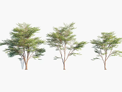 Three Lush Arbor Trees With Green Leaves And Different Sizes Standing Tall 3d model