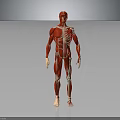Detailed Human Organ Anatomy 3D Model Showing Muscular And Skeletal Structure