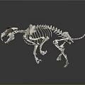 Animal Skeleton Display With Detailed Anatomical Structure And Curved Horns