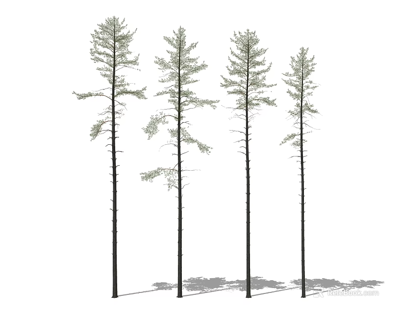 Tall Slender Arbor Trees In Row With Green Foliage And Long Shadows 3d model 