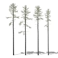 Tall Slender Arbor Trees In Row With Green Foliage And Long Shadows