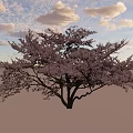 Lush Tree With Vibrant Pink Blossoms Against Clear Light Blue Sky