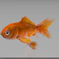Orange Goldfish With Vibrant Color And Flowing Tail On Dark Background With Reflection