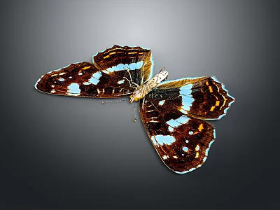 Vibrant Brown And White Butterfly With Blue Spots On Wings 3d model