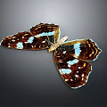 Vibrant Brown And White Butterfly With Blue Spots On Wings 3d model