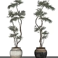 Decorative Bonsai Plants in White and Brown Ceramic Pots for Indoor Decoration