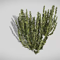 Different Types of 3D Rendered Plants Including Cacti Grasses and Shrubs on White Background