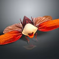Colorful Moth With Red Orange Wings And White Body On Dark Background