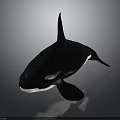 Orca Black And White Marine Animal Swimming With Distinctive Dorsal Fin And Pectoral Flippers