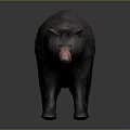 Detailed Grayish Black Bear Model in Standing Pose Against Gray Background